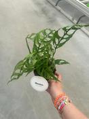 Monstera obliqua 'Peru' 12cm Pot