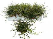 Muehlenbeckia complexa 'Maori' (Maidenhair Vine) in 12cm Pot image