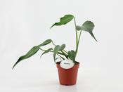 Monstera 'Burle Marx Flame' 15cm Pot, Height 50cm