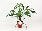 Monstera 'Burle Marx Flame' 15cm Pot image