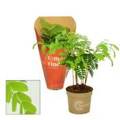 Esperit Terrarium Arrangement 90450 / 90579 Mix in 17cm Glass Pot with 2 Plants image