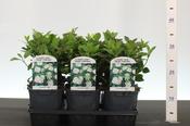 Viburnum tinus 2L Pot