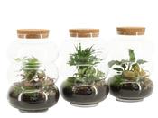 Esperit Terrarium Arrangement 90579 in 17cm Glass Pot with 2 Plants image