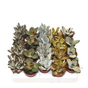 Kalanchoe tomentosa Mix in 5.5cm Pot
