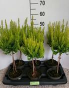 Erica arborea 'Albert's Gold' (Tree Heath) Standard in 13cm Pot image