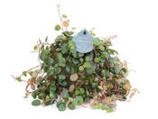 Peperomia 'Pepperspot' 12cm Pot