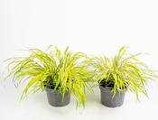 Hakonechloa macra 'Aureola' (Hakone Grass) 13cm Pot image