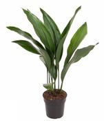 Aspidistra elatior (Cast Iron Plant) 17cm Pot, Height 70cm image