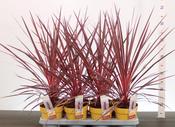 Cordyline australis 'Charlie Boy' 14cm Pot