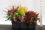 Berberis (Barberry) Mix 2L Pot