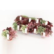 Hypoestes phyllostachya (Polka Dot Plant) Trio - 3 Colours in One 12cm Pot image