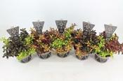Coprosma Trio (3 Colours In A Pot) 13cm Pot image