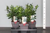 Ilex aquifolium (English Holly) 2 Litre Pot
