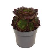 Aeonium arboreum 'Velour' 17cm Pot image