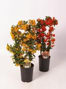 Pyracantha Mix 14cm Pot On Frame