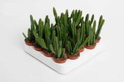 Stapelia leendertziae 5.5cm Pot