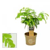 Tamarindus indica (Tamarind) 12cm Pot