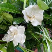 Gardenia jasminoides 'Double Diamonds' (Cape Jasmine) 17cm Pot