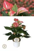 Anthurium 'Royal Livium' Rose/White 12cm Pot image
