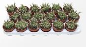Avonia recurvata 8.5cm Pot image