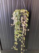 Ceropegia linearis 'Luuk' 14cm Hanging Pot