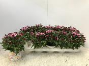 Chrysanthemum (Garden Mum) Mix 12cm Pot