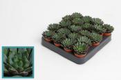 Echeveria ‘Rondo’ 5.5cm Pot