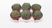 Euphorbia aggregata 13cm Pot image
