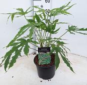 Fatsia polycarpa 'Green Fingers' 21cm Pot