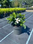 Gardenia jasminoides 'Pinwheel' (Cape Jasmine) 17cm Pot image