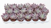 Graptoveria 'Lilac Spoons' 8.5cm