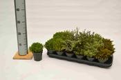 Hebe Mix 9cm Pot