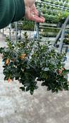 Nematanthus (Goldfish / Clog Plant) in 14cm Hanging Pot image