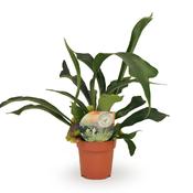 Platycerium bifurcatum (Staghorn/ Elkhorn Fern) 12cm Pot image