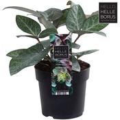 Helleborus lividus 'Purple Marble' 14cm Pot image