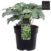 Helleborus 'Silver Lace' 14cm Pot image