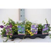 Vinca minor (Lesser Periwinkle) Mix 13cm Pot image