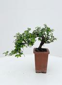 Bonsai Zelkova parvifolia (Chinese Elm) Cascade 10cm Pot, Height 25cm image
