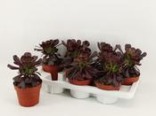 Aeonium arboreum 14cm Pot image