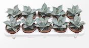 Agave dragionis 10.5cm Pot image