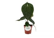 Anthurium forgetii 'Dark Form' 12cm Pot image