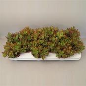 Crassula 'Money Maker' 10.5cm Pot image