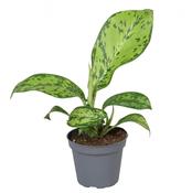 Dieffenbachia 'Crocodile' 6cm Pot image