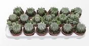 Euphorbia horrida 'Alba' 8cm Pot image