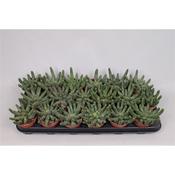 Euphorbia inermis 8.5cm Pot image