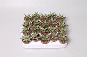Haworthia tessellata 5cm Pot image