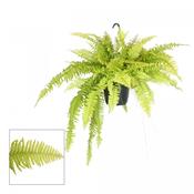 Nephrolepis exaltata 'Blonde' (Boston Fern) 17cm Hanging Pot image
