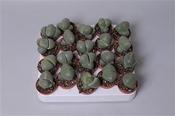 Pleiospilos nelii (Split Rock) 5.5cm Pot image