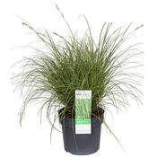 Carex brunnea 'Variegata' (Sedge) 3 Litre Pot image