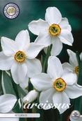 Narcissus poeticus var. recurvus Daffodil Bulbs 5 Pack image